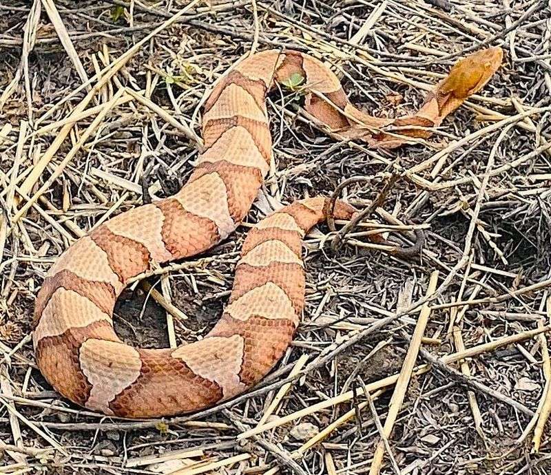 Give a spotted snake space