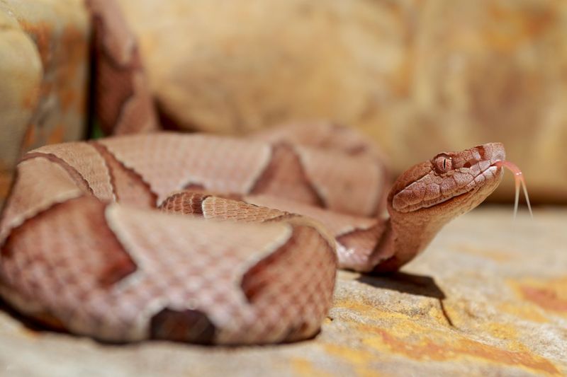 Give a visible snake room to leave