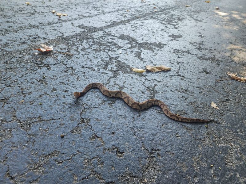 Give an encountered snake room to leave