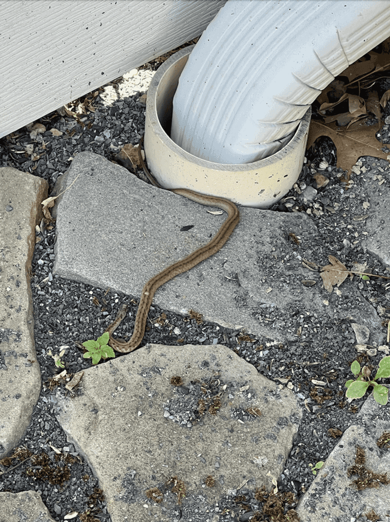 Give an outdoor snake space and get help indoors