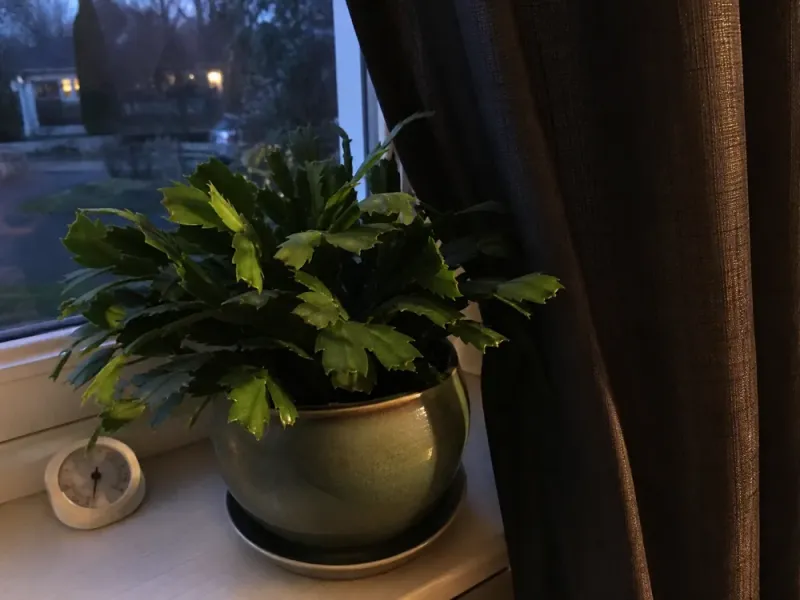 Give bright days and reliably dark nights