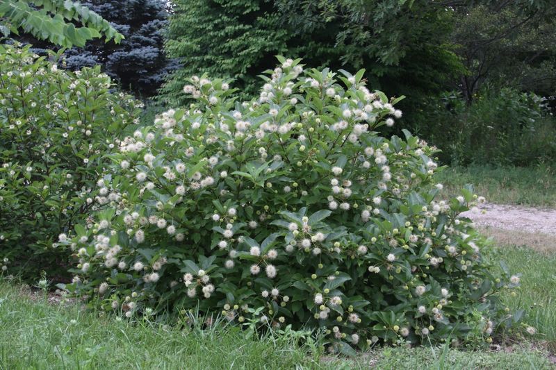 Give buttonbush room to become a substantial shrub Give buttonbush room to become a substantial shrub