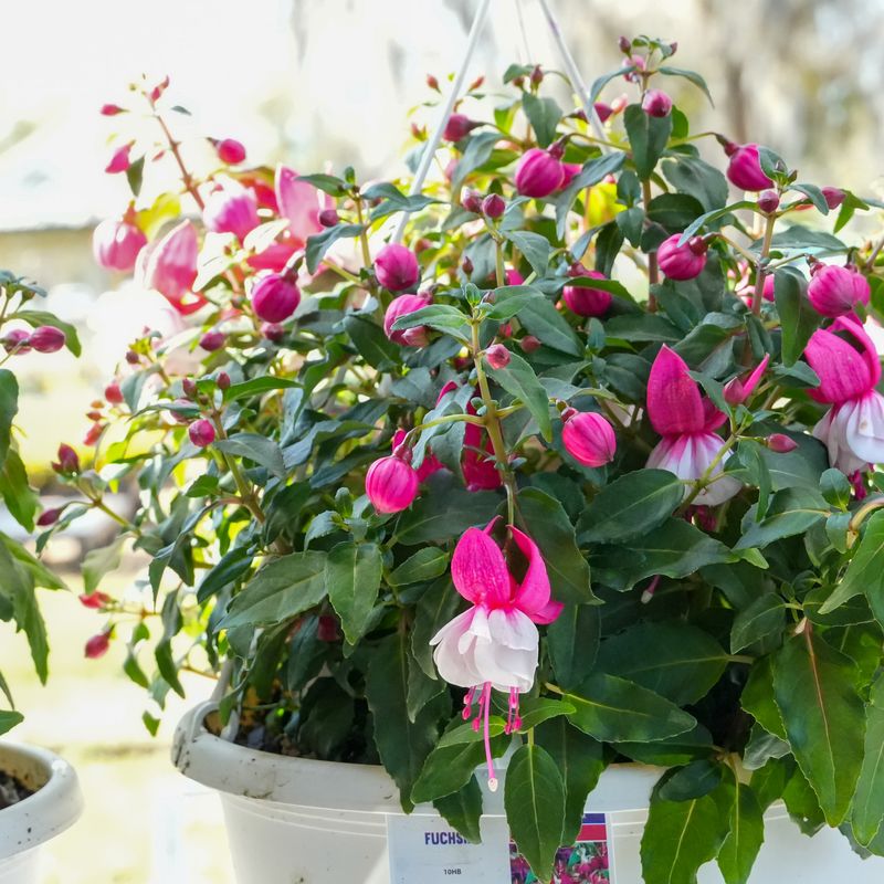 Give fuchsia bright light without the afternoon furnace Give fuchsia bright light without the afternoon furnace