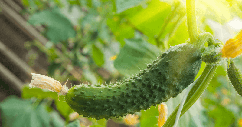 Give late-sown plants sun, drainage, and reliable water