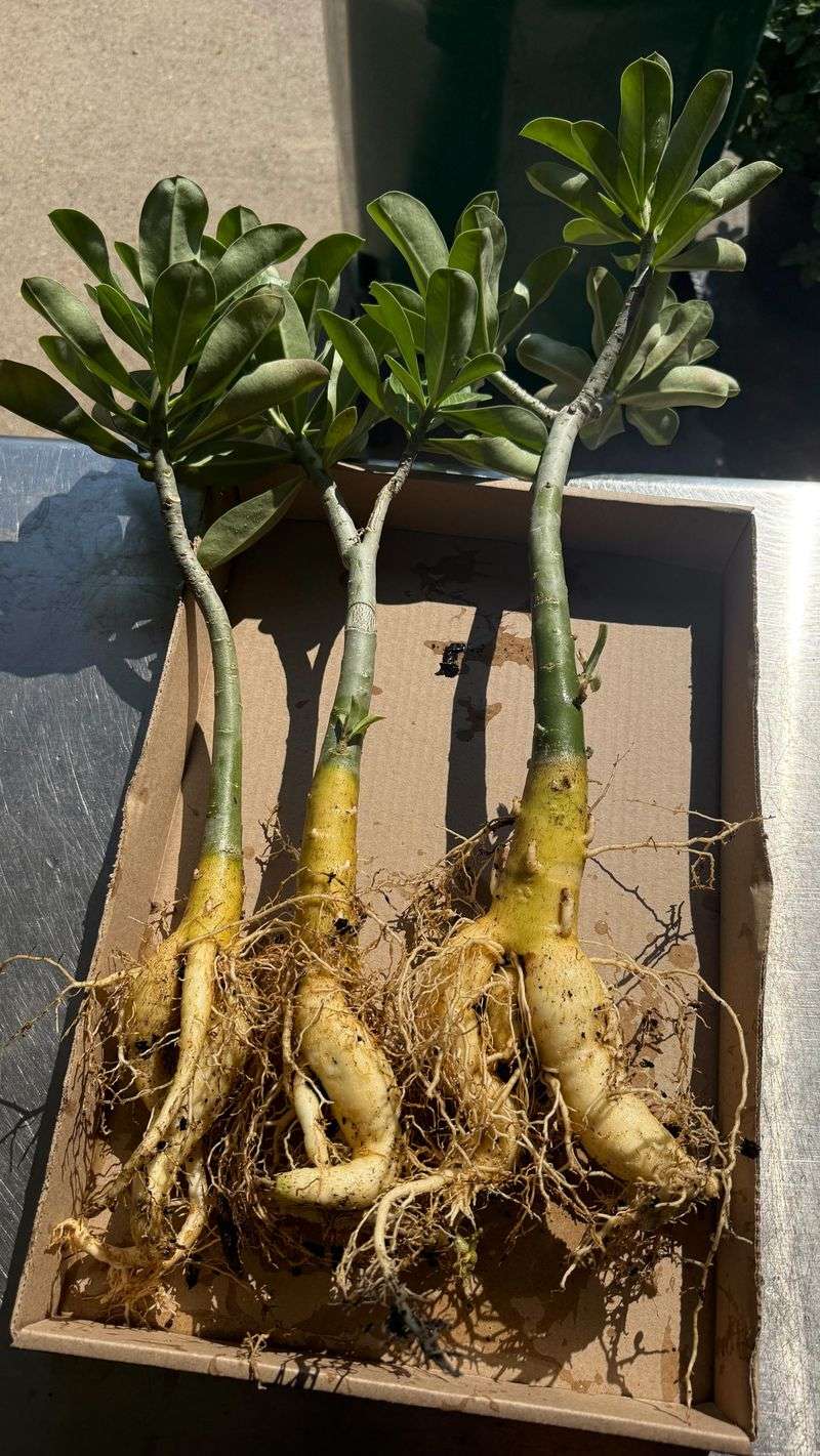 Give mature stems a less humid routine