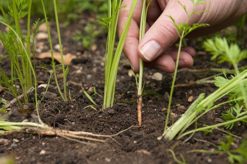 Give roots room and steady moisture