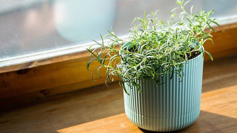 Give rosemary bright light and cool conditions