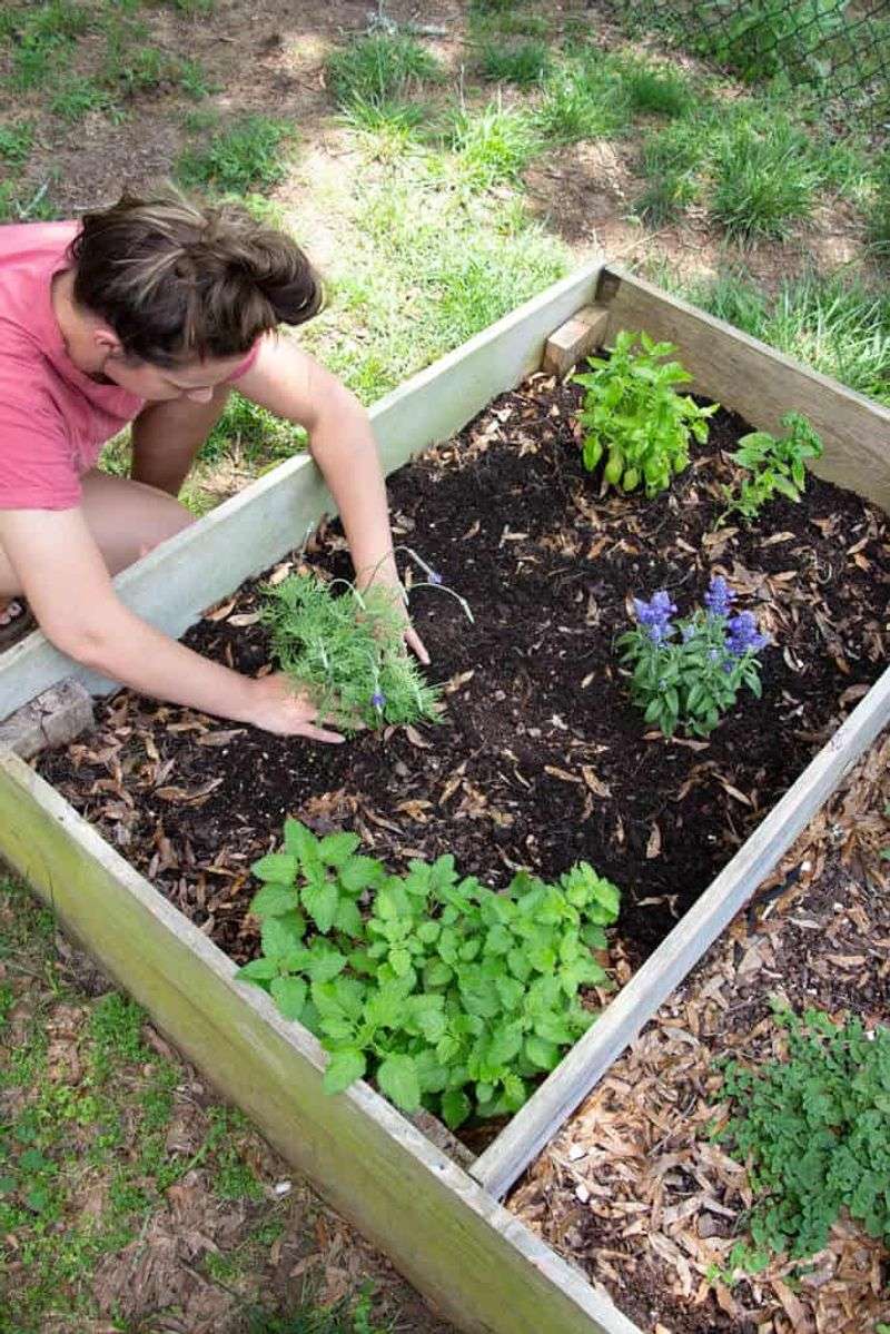 Give sage sun, drainage, and room to grow