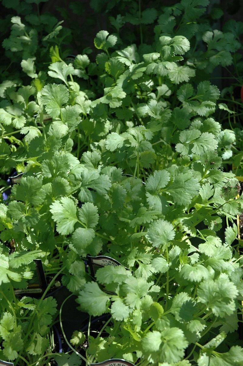 Give seedlings cool, evenly moist growing conditions
