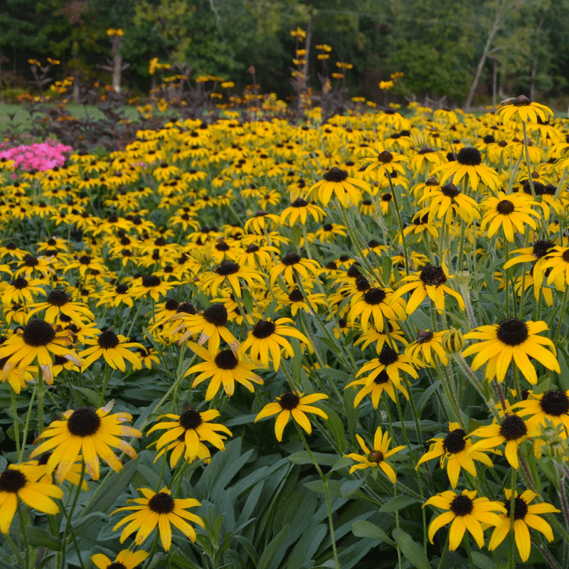 Give the Plant Conditions That Support Fall Performance