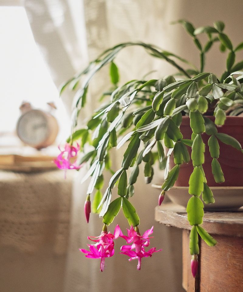 Give the Recovering Plant a Steady Place to Heal Give the Recovering Plant a Steady Place to Heal