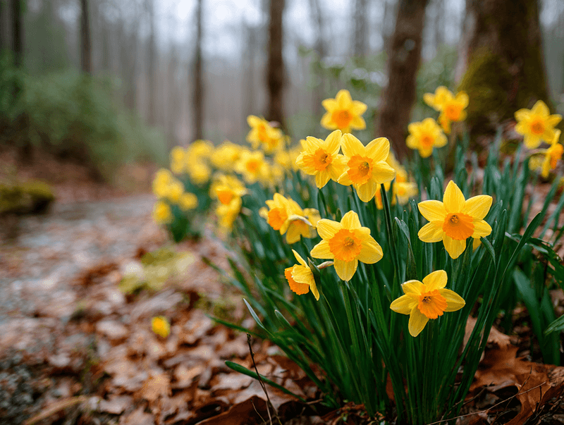 Give the bulbs better conditions, not a guaranteed result Give the bulbs better conditions, not a guaranteed result