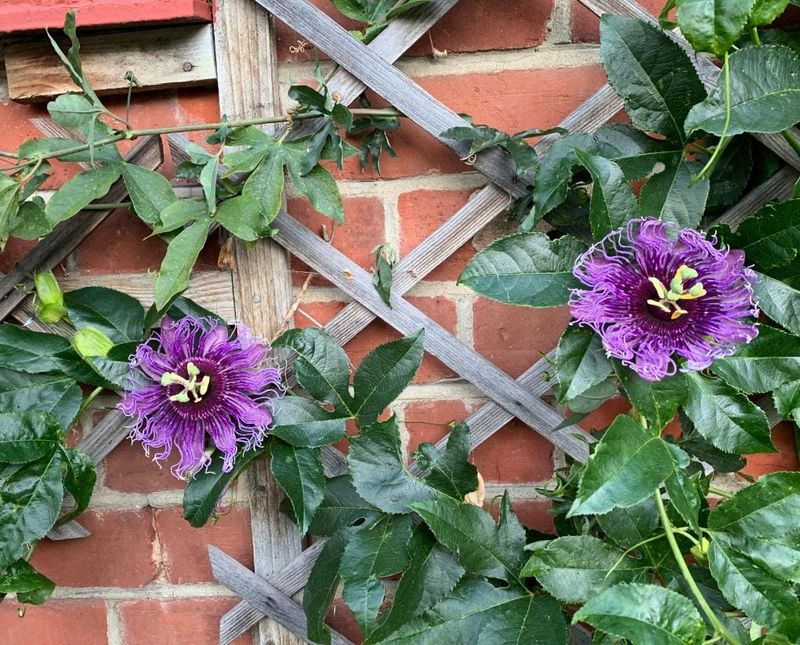 Give the fence vine sun, structure, and room to spread