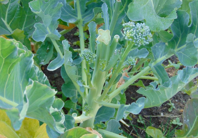 Give the next planting a better chance