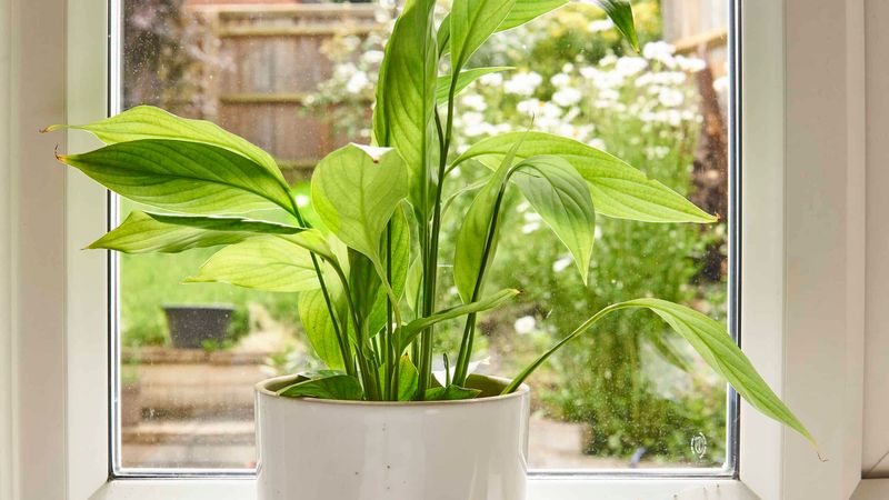 Give the plant brighter indirect light