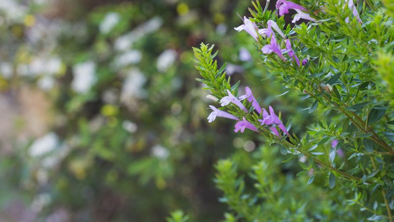 Give the plant establishment care and freeze-aware maintenance