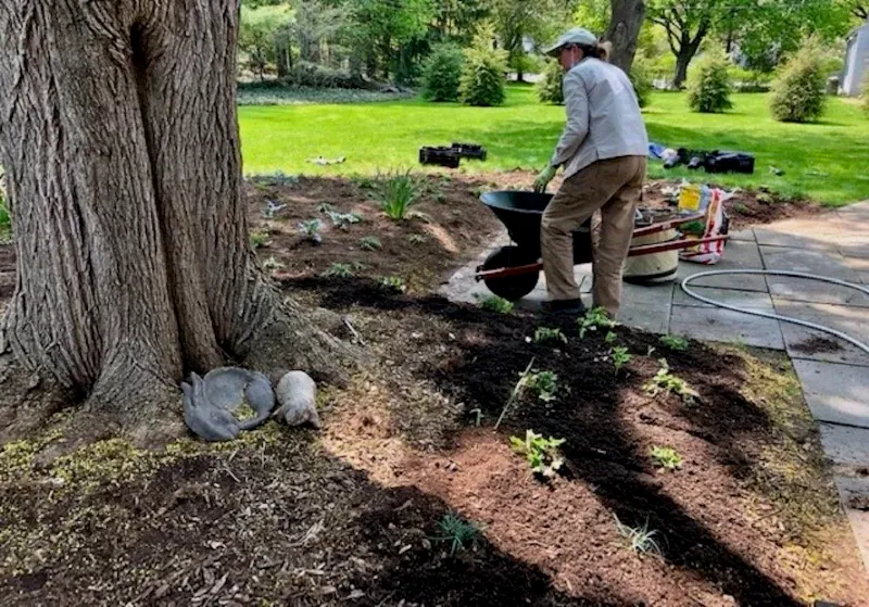 Give the plant moisture and drainage it needs