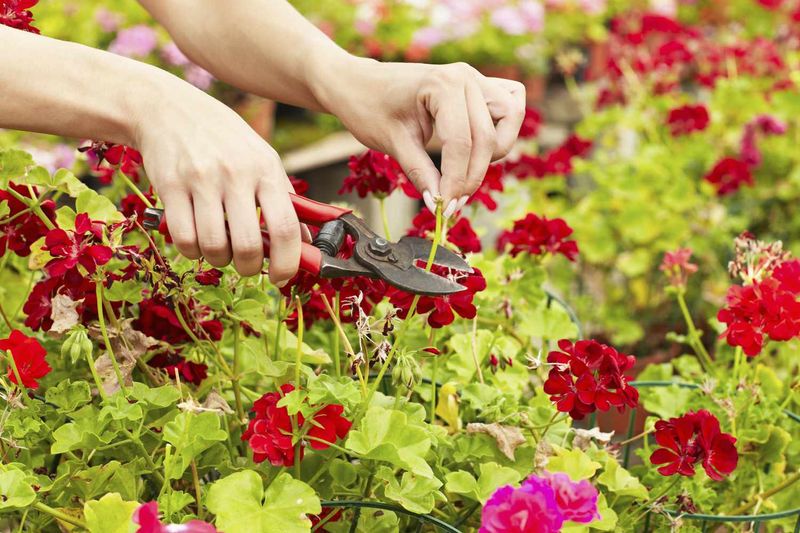 Give the plant the conditions that make feeding useful