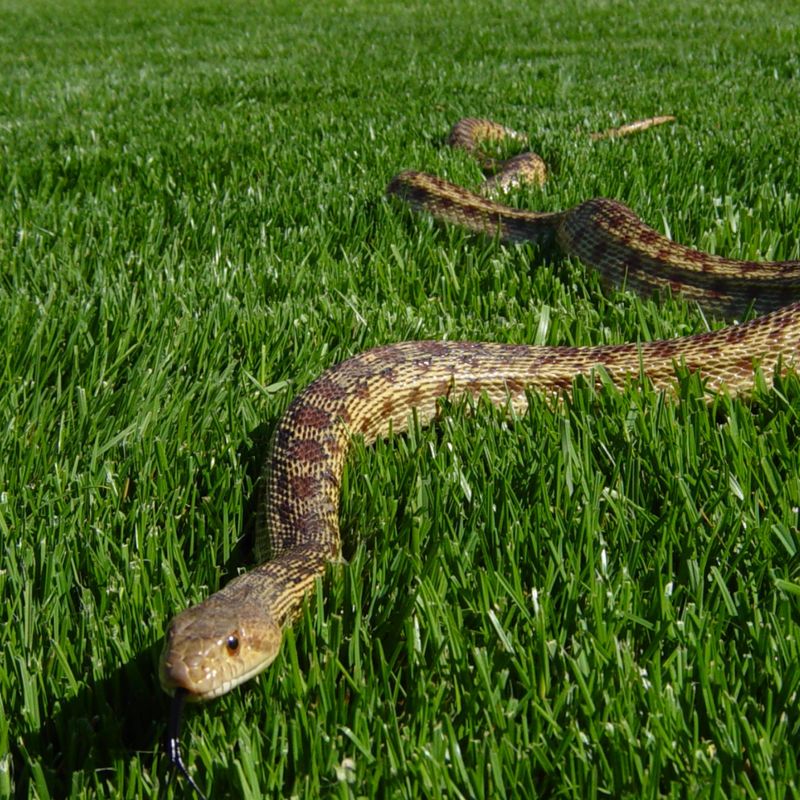 Give the snake room to leave Give the snake room to leave