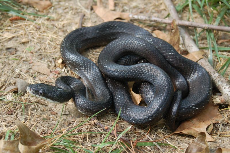 Give the snake space and respond to evidence