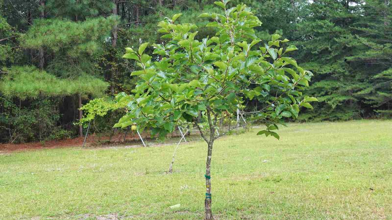 Give the tree sun, drainage, and room to grow Give the tree sun, drainage, and room to grow
