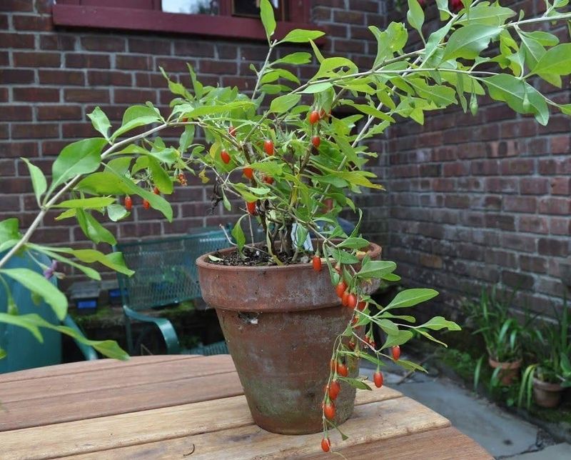 Goji Berries