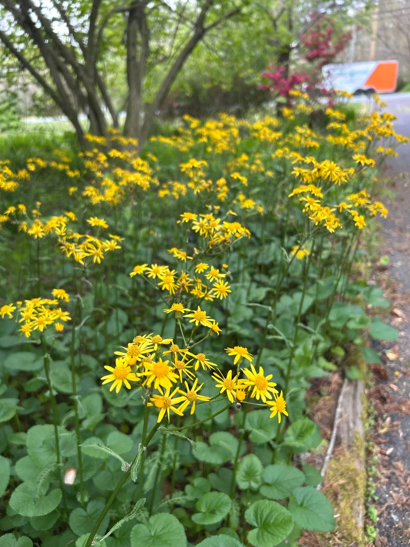 Golden Ragwort (Packera aurea)
