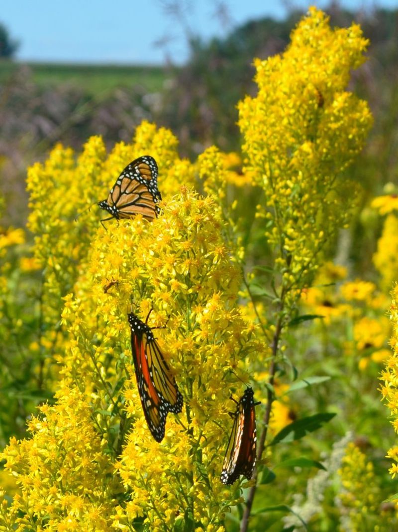 Goldenrod offers North Carolina monarchs a strong late-season nectar source