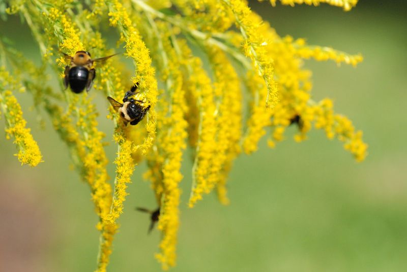 Goldenrod