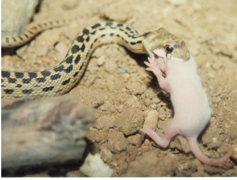 Gopher snakes eat rodents—and other prey Gopher snakes eat rodents—and other prey