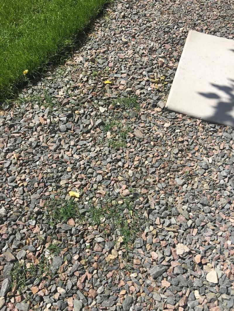 Gravel suppresses weeds; it does not seal the ground Gravel suppresses weeds; it does not seal the ground