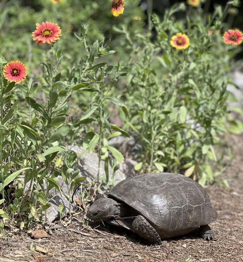 Grazed Spots on Low Weeds, Grasses, and Wildflowers Grazed Spots on Low Weeds, Grasses, and Wildflowers