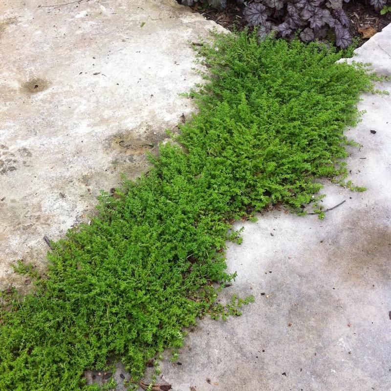 Green Carpet Rupturewort Green Carpet Rupturewort