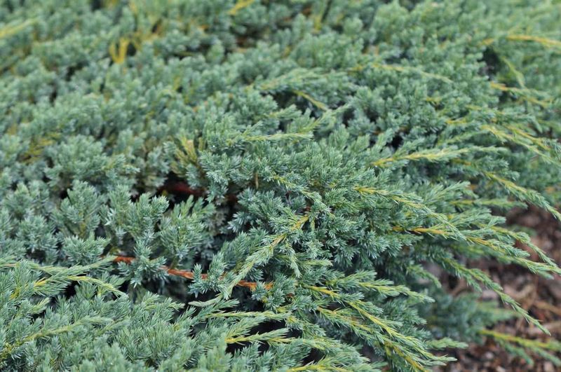 Green Creeping Juniper (Juniperus horizontalis, native forms)