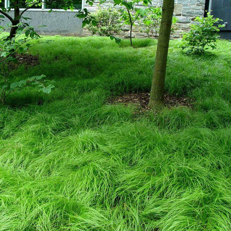 Green Woodland Sedge (Carex pensylvanica)