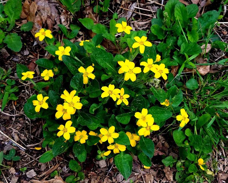 Green and Gold (Chrysogonum virginianum)