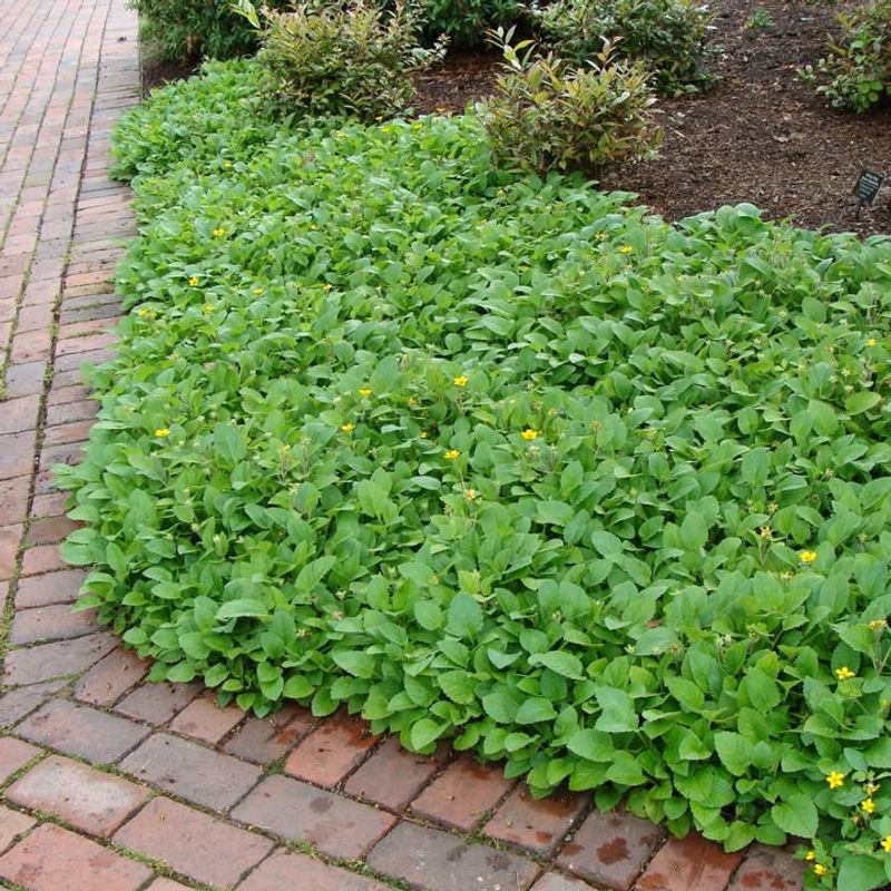Green and Gold (Chrysogonum virginianum)