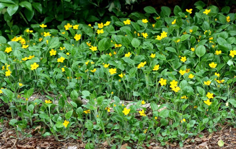 Green and Gold