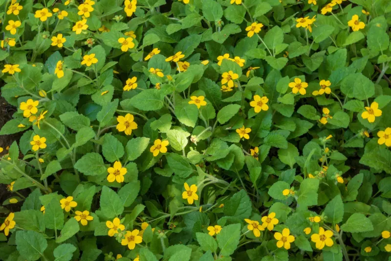 Green-and-gold supplies a low native mat with yellow flowers