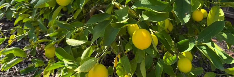 Green fruit deep into fall can be normal
