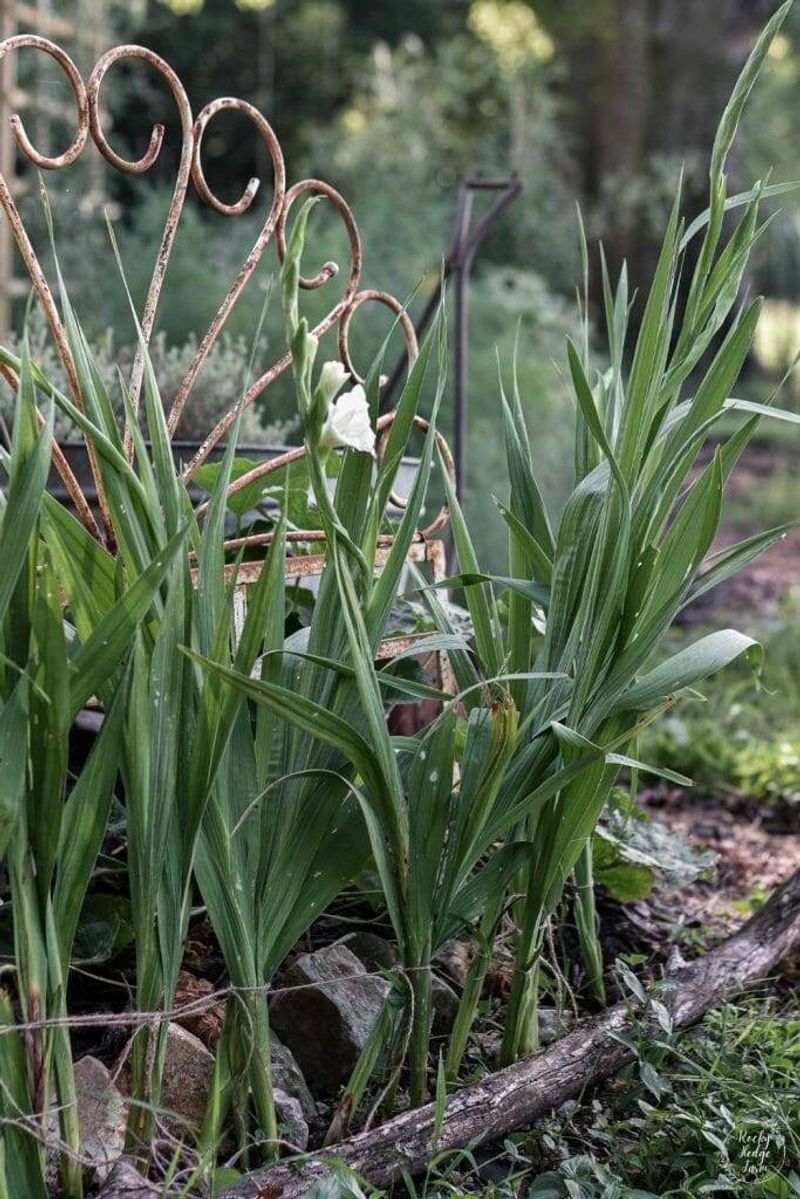 Green leaves are still building next summer’s flowers