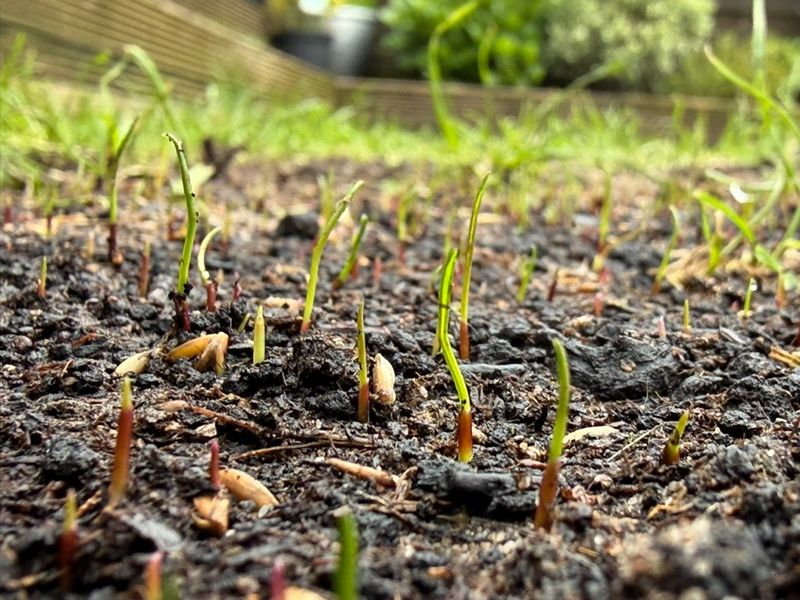 Green shoots can still be vulnerable