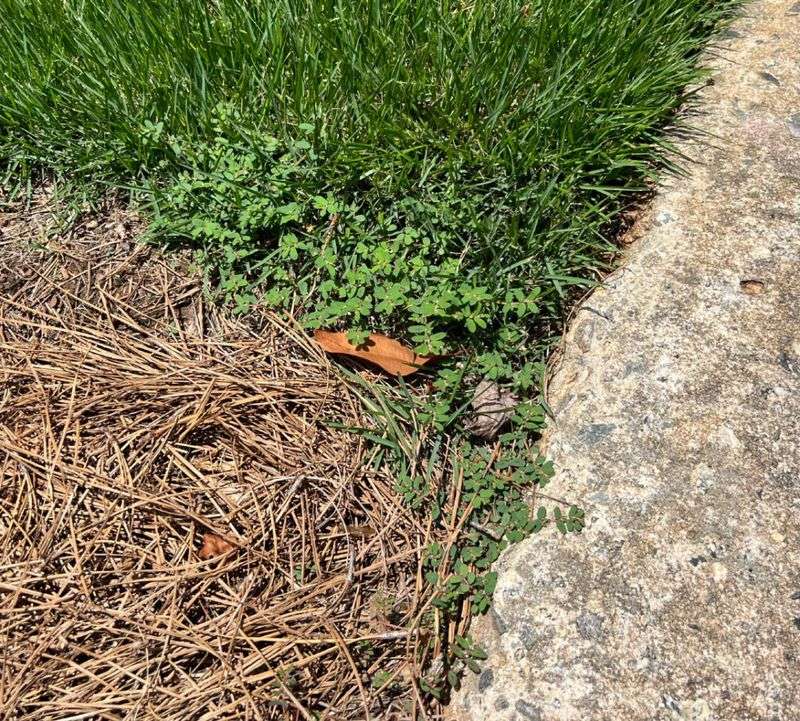 Green weeds offer clues, not a complete diagnosis Green weeds offer clues, not a complete diagnosis