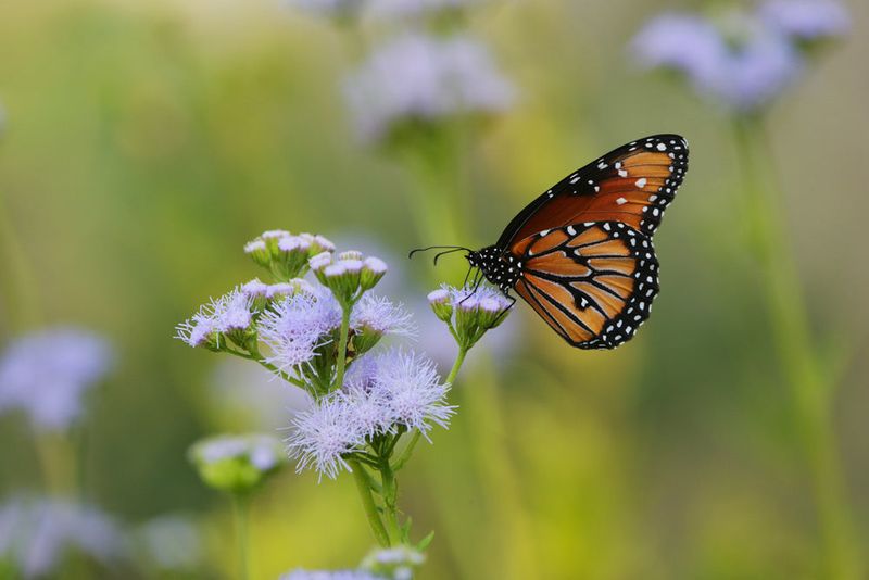 Gregg’s Mistflower Can Support Monarchs Passing Through Texas Gregg’s Mistflower Can Support Monarchs Passing Through Texas