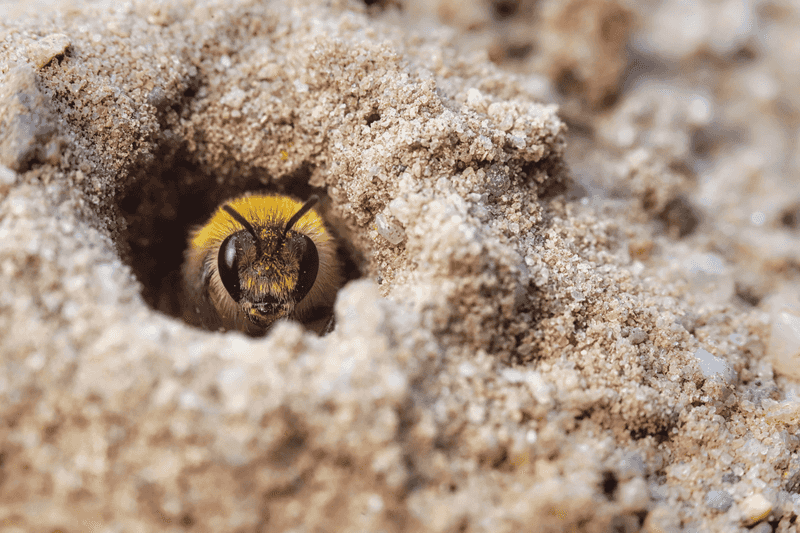 Ground-Nesting Bees Using Bare Sunny Spots Ground-Nesting Bees Using Bare Sunny Spots