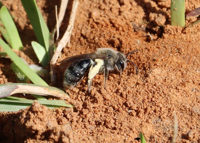 Ground bees