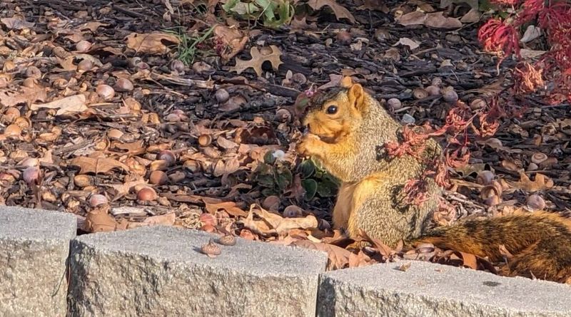 Ground squirrels