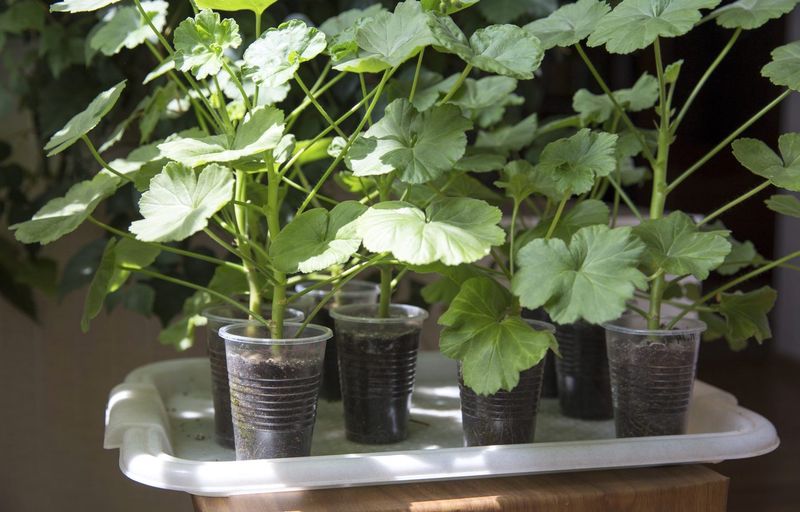 Grow rooted cuttings into sturdy indoor plants