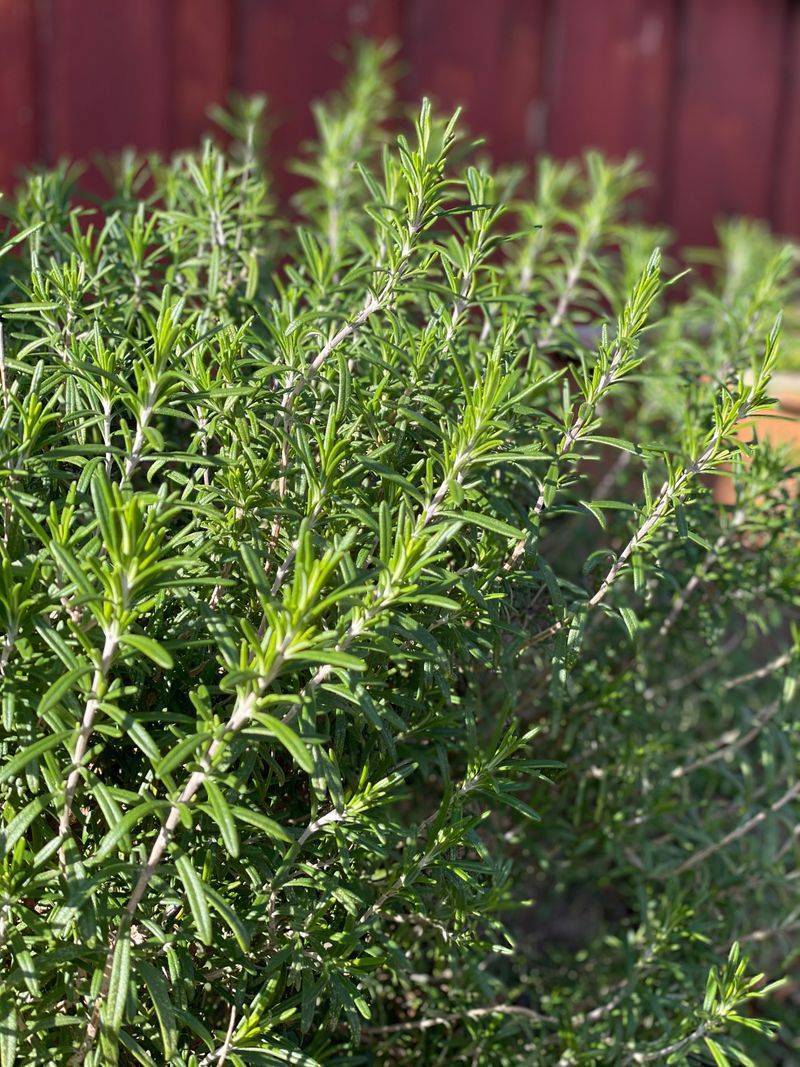 Grow rosemary for the garden, not as pest protection Grow rosemary for the garden, not as pest protection