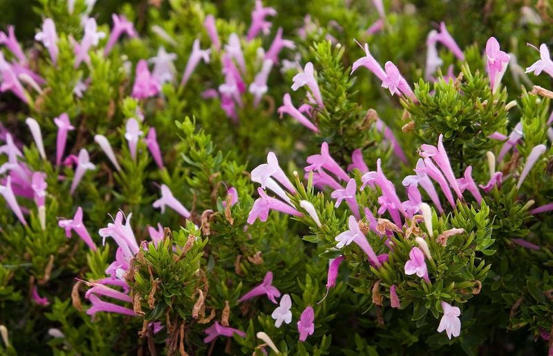 Grow the herb for its real benefits